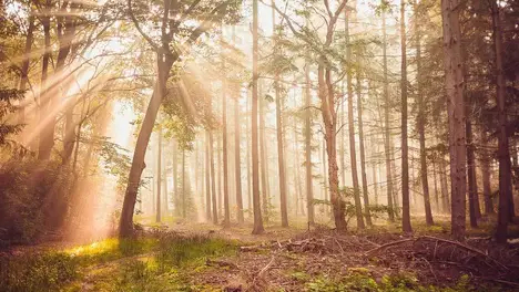 S15全球总决赛Knight获亚军：训练与团队协作铸就未来展望